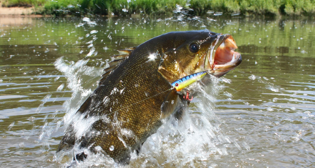 Epic Bass Fishing in the Midwest: America’s Heartland