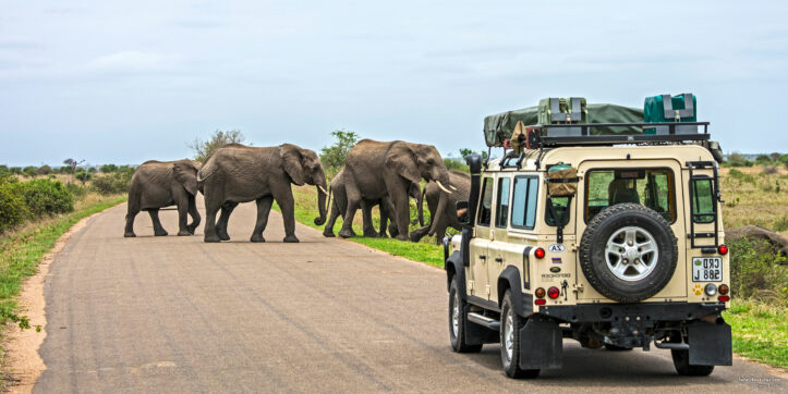 A road with elephants walking on it and a safari car waiting for them to pass.