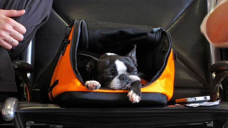 A little dog sleeping in an orange bag.