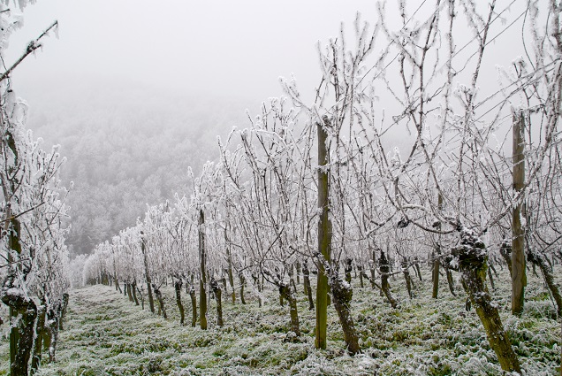 A wineland in winter with snow.